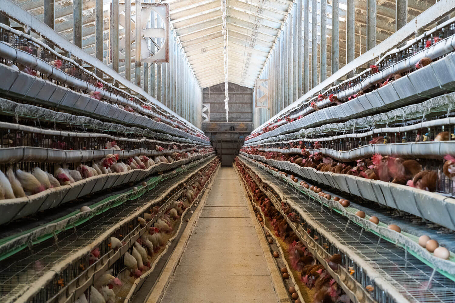 北坂養鶏場 鶏舎